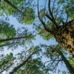 Grup Boix Warns of Wildfire Risk and Calls for Stronger Forest Management as Winter Begins