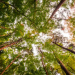 Grup Boix celebra que el Govern sitúe la gestión forestal como una política estructural de país